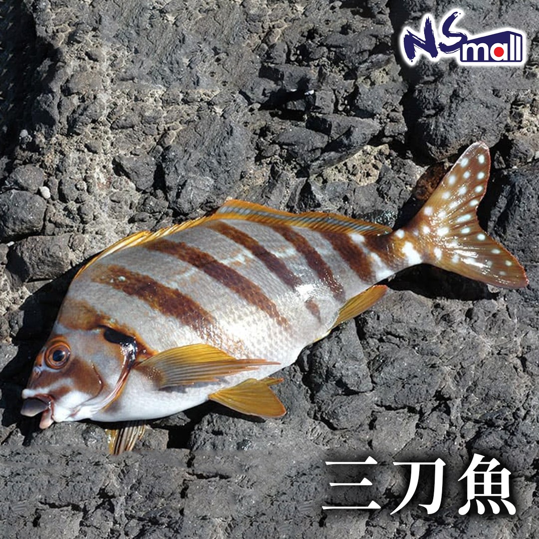 三刀魚 約400-600g/條