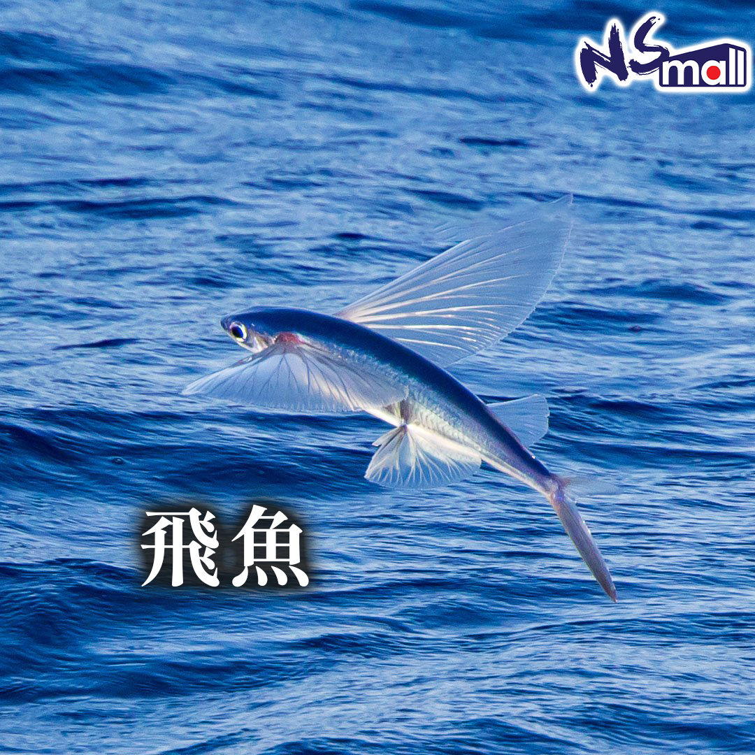 飛魚 約250-300g/條