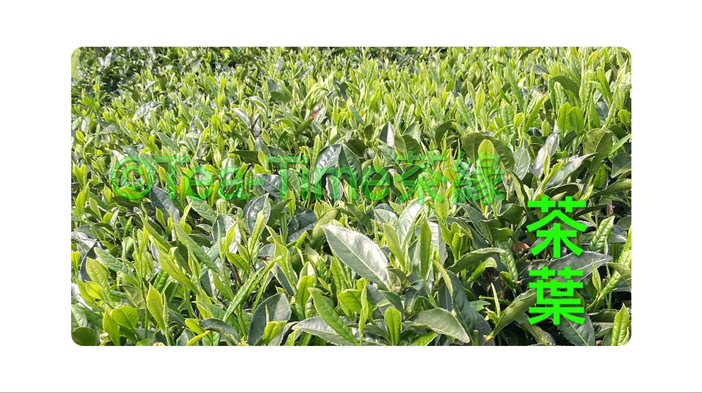 茶葉，白茶，白牡丹，壽眉，普洱，龍井，綠茶，鐵觀音，大紅袍，烏龍茶，岩茶，花茶，胎菊，玫瑰，苦丁茶，石花茶。