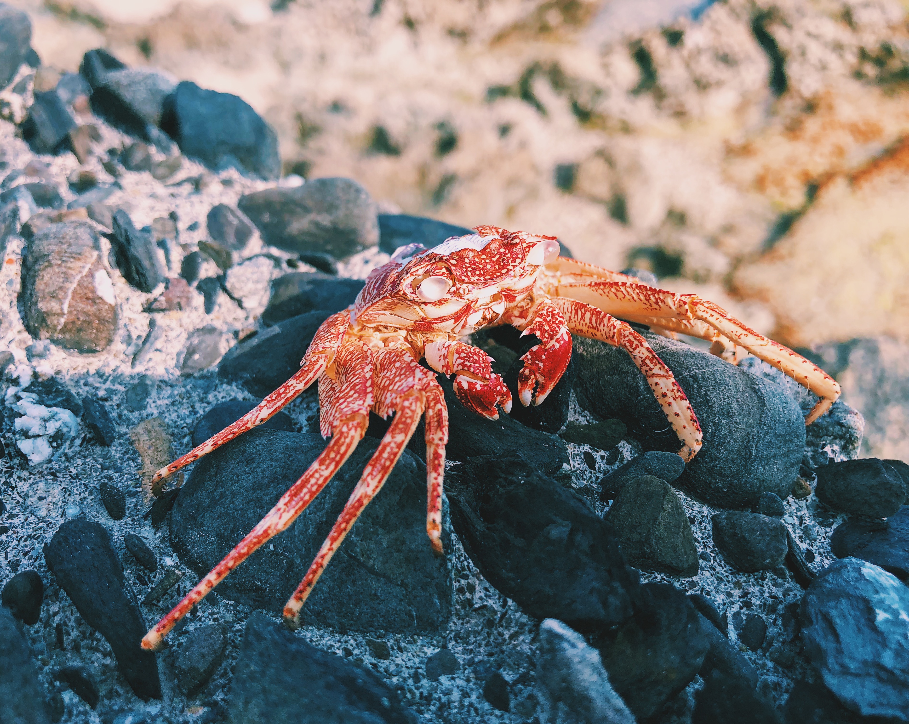 部落格-白紋方蟹的外殼