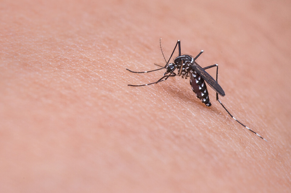 消滅蚊子的方法怎麼做最有效？