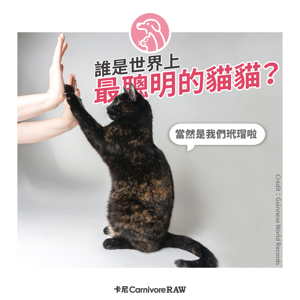 世界最聰明的貓咪