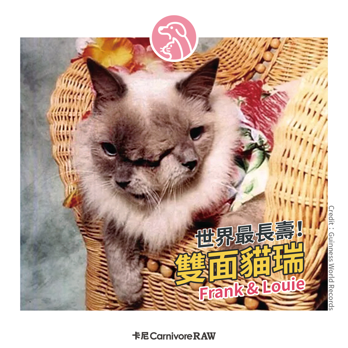 長壽的雙面貓咪