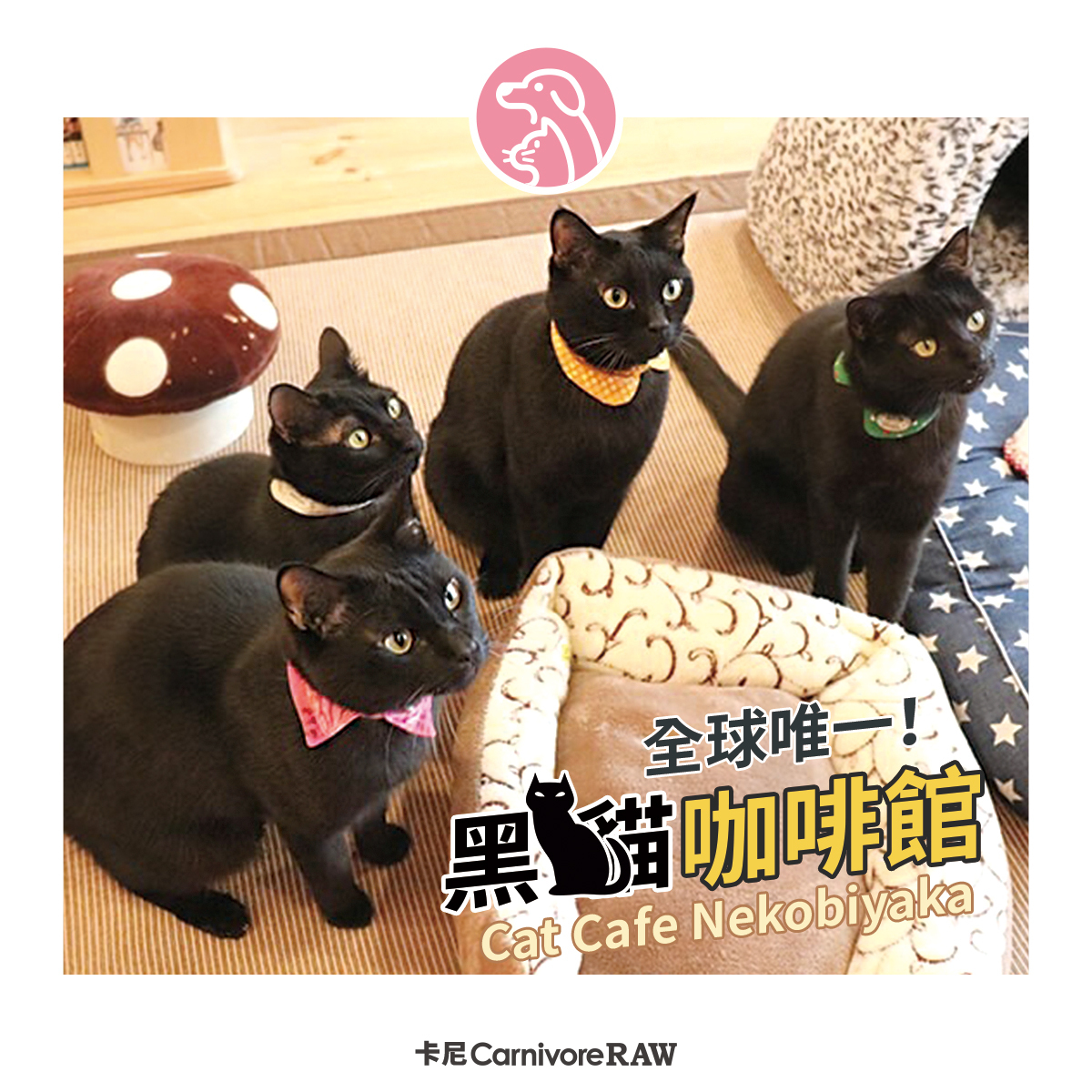 世界唯一的黑貓專屬咖啡館