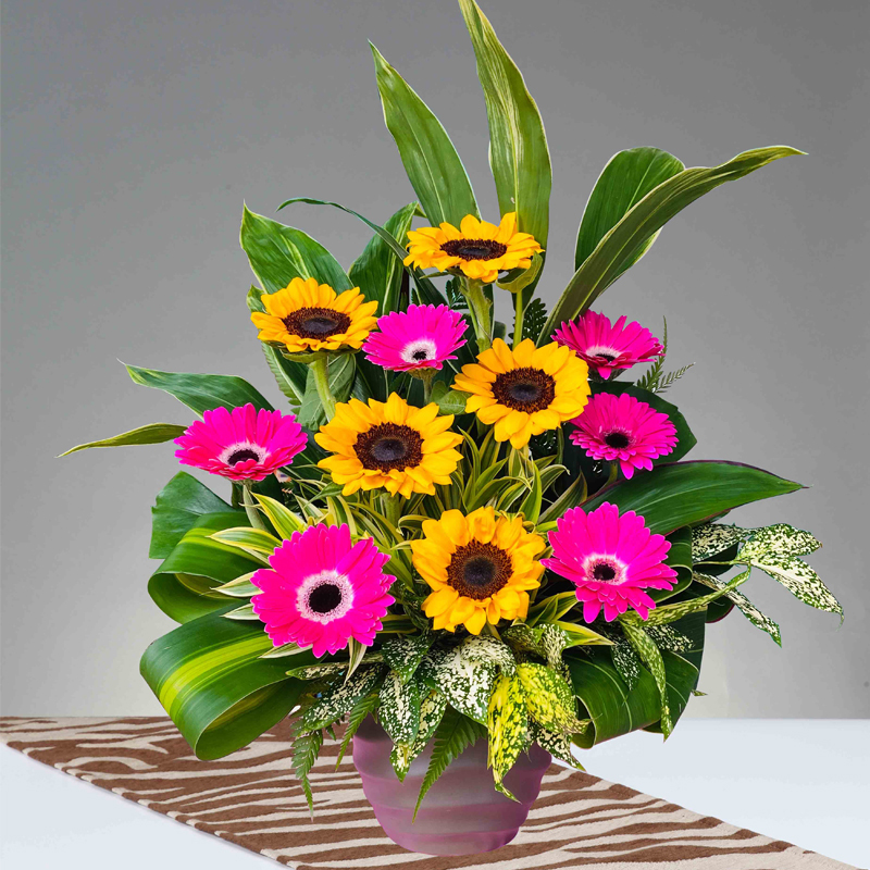 HFA42 ⭐⭐⭐⭐⭐MEMBER DISCOUNT