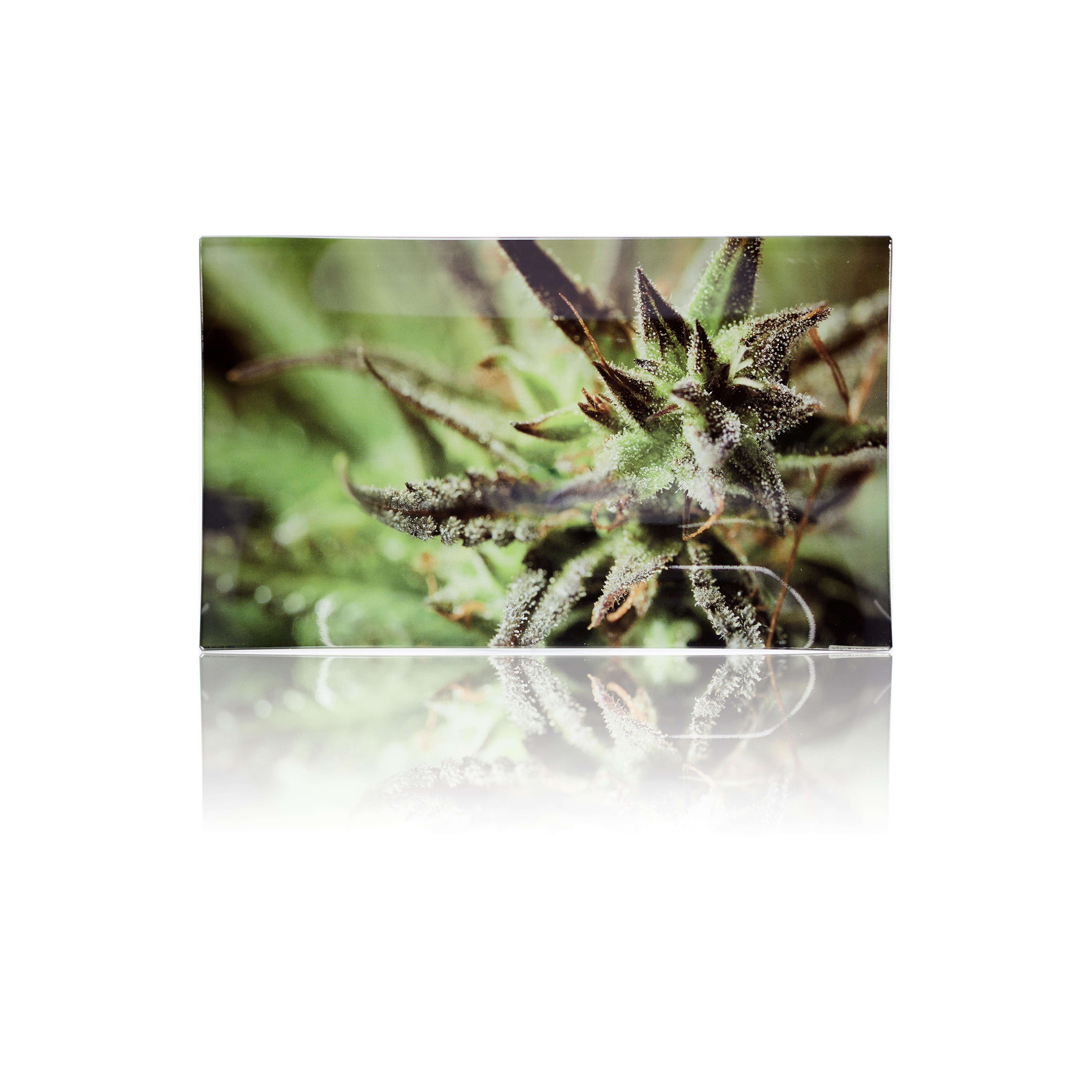 🇹🇼Stoner Smoke Shop -  （Weed）Glass Tray 玻璃捲煙盤