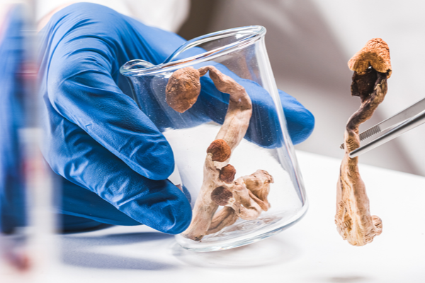 香菇跟螃蟹能吸油? 甲殼素與幾丁聚醣的差別