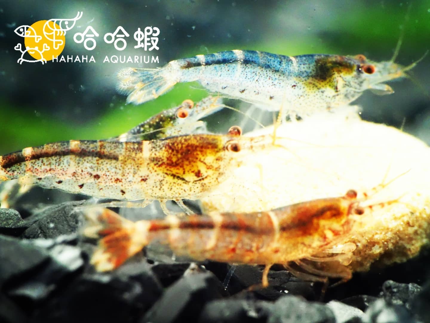 星星藍斑節米蝦