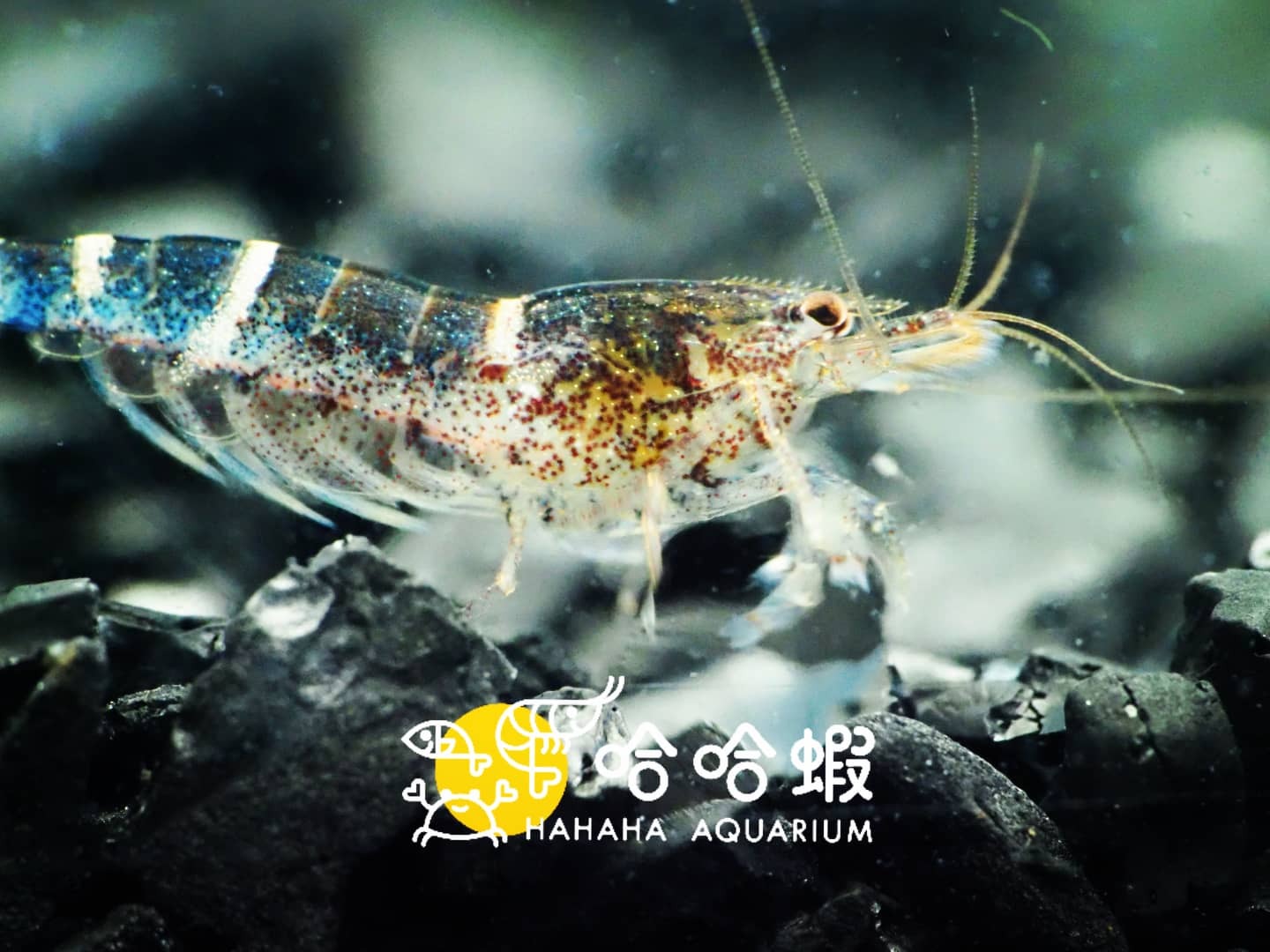 星星藍斑節米蝦