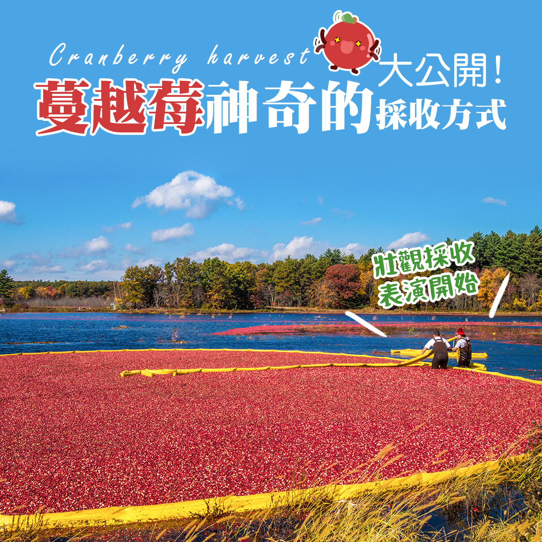 蔓越莓採收方式