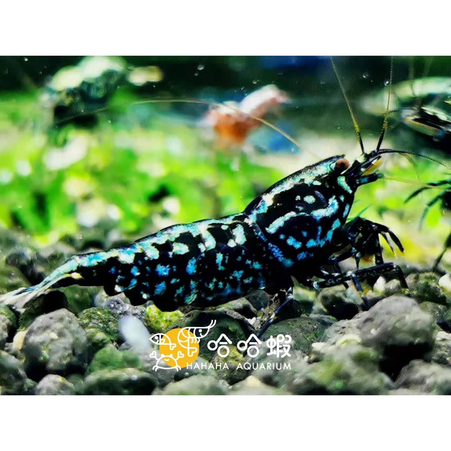 星鑽銀河魚骨水晶蝦