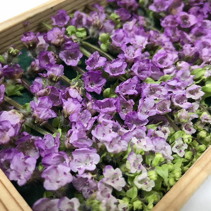 花穗紫蘇 約50g/盒