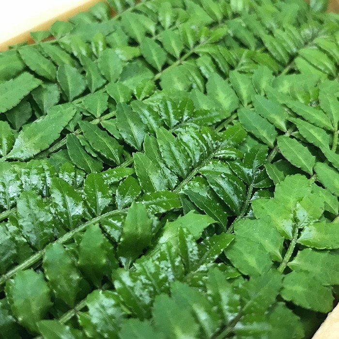 木之芽 [きのめ] 約20G/盒