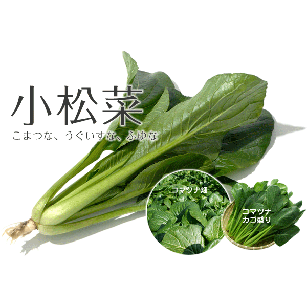小松菜 約200g/束  或 500g/束