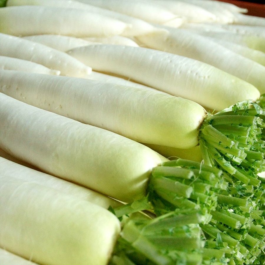 大根 (白蘿蔔) 約1.3-1.5kg/條