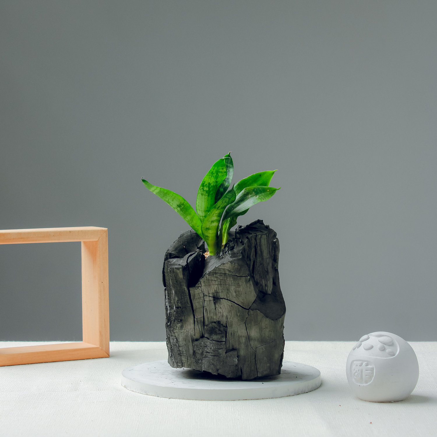 藝術炭盆栽－虎尾蘭［304］/調濕/消臭/美化/家飾/淨化空氣(含運)