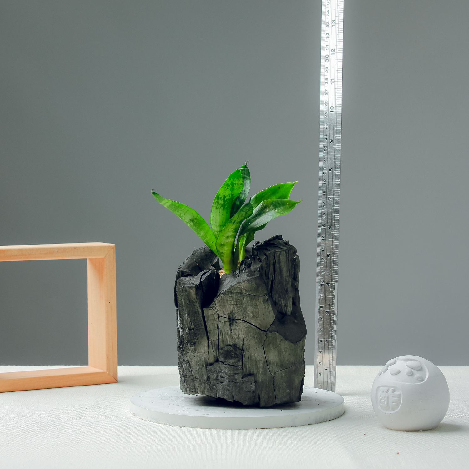 藝術炭盆栽－虎尾蘭［304］/調濕/消臭/美化/家飾/淨化空氣(含運)