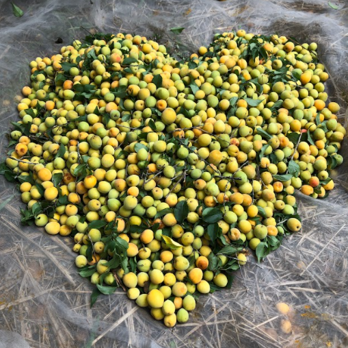 【型農大聯盟】梅山春農場 - 青梅