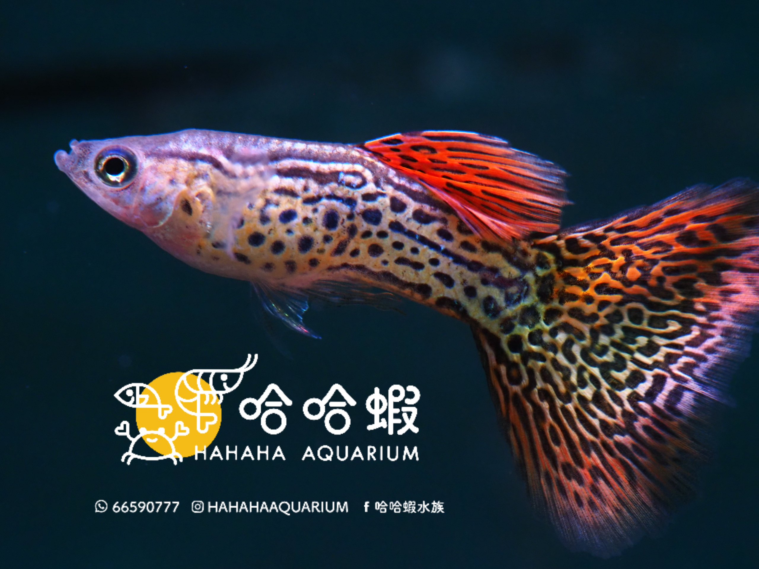 彩虹紅雷絲孔雀魚