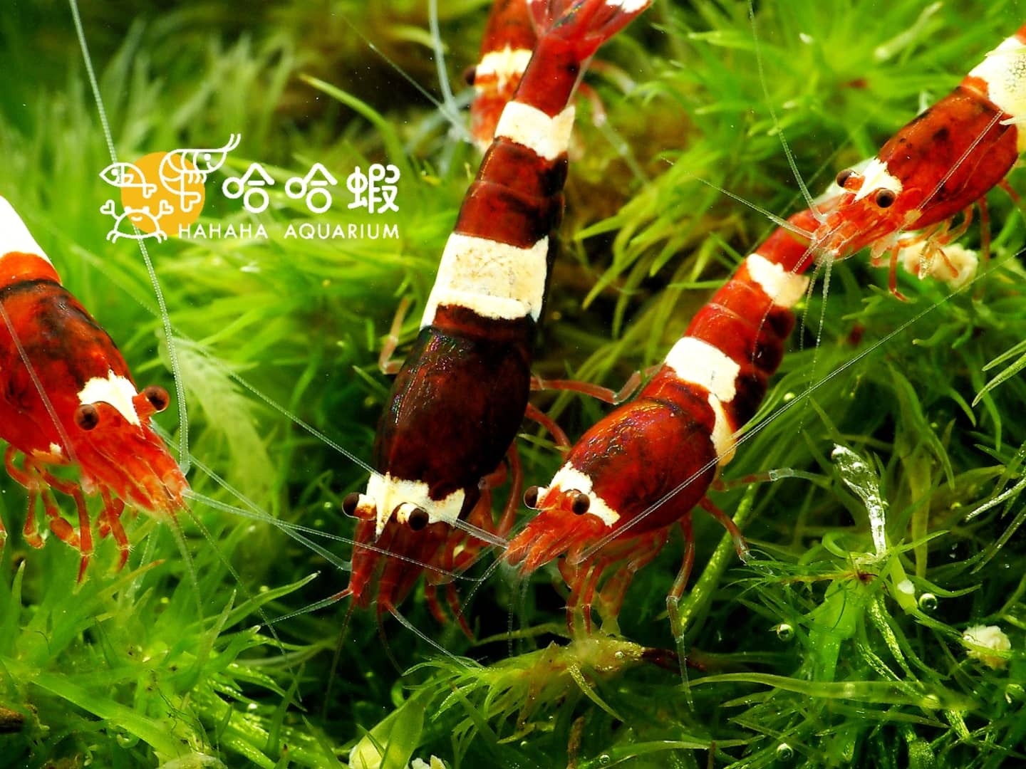 酒紅金剛水晶蝦