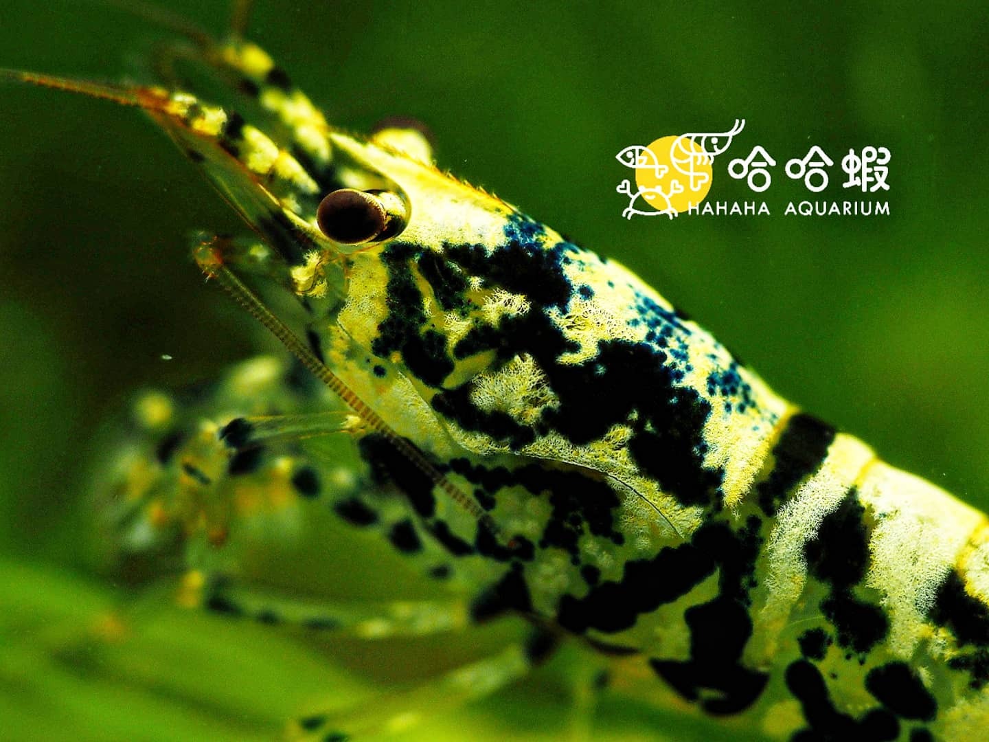 黑銀河魚骨水晶蝦