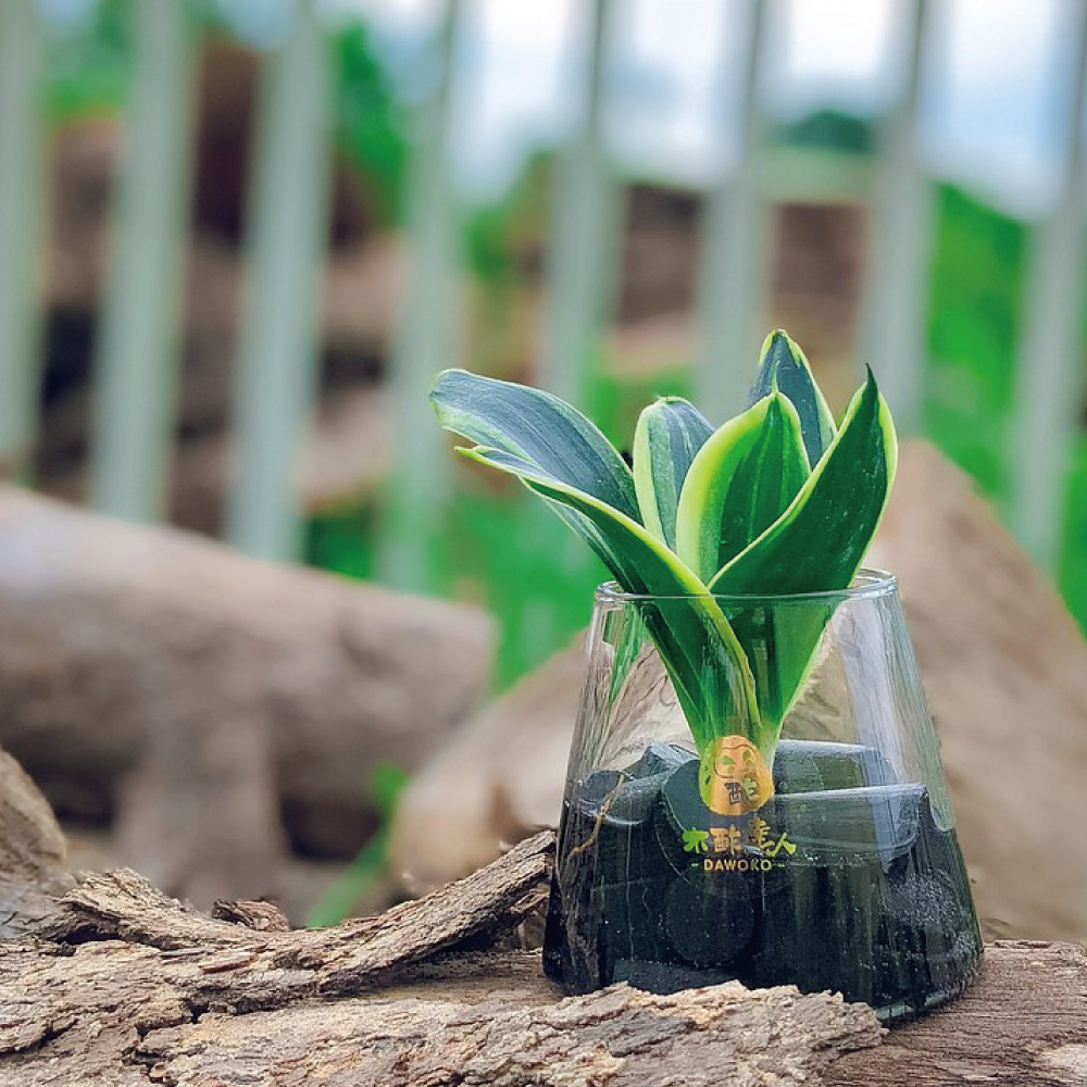 【水耕炭盆-植物依季節性出貨】 室內植栽/簡單照顧/懶人福音