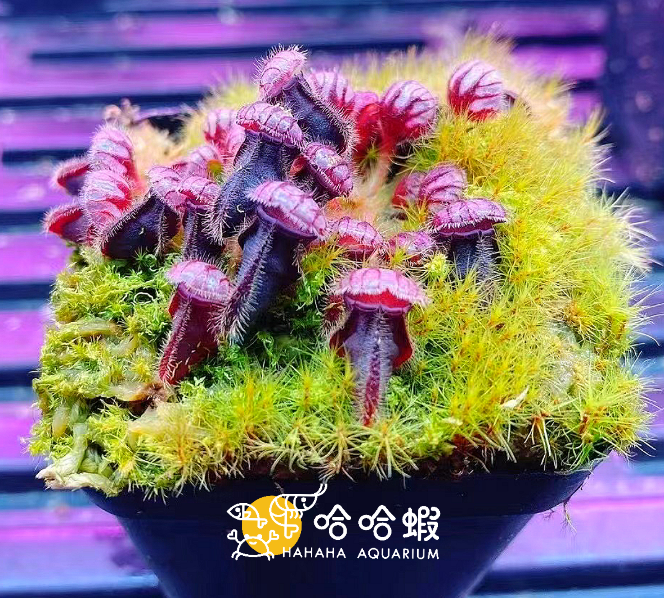 捕蟲植物-土瓶子