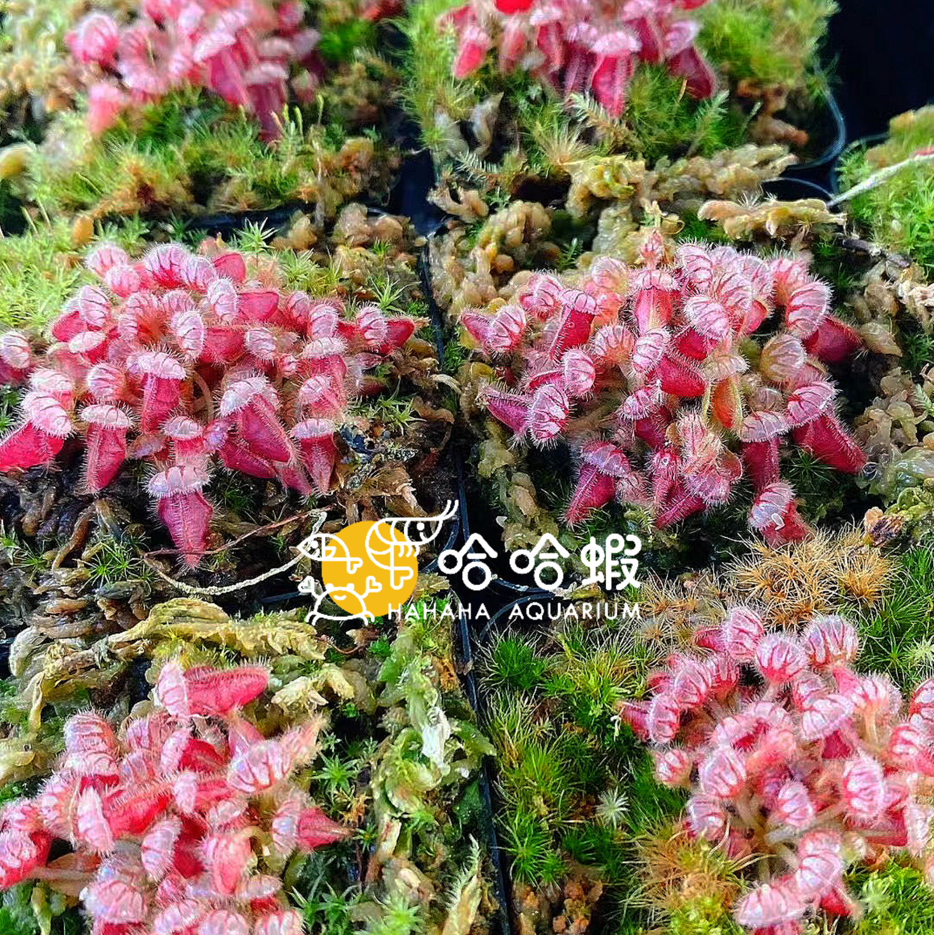 捕蟲植物-土瓶子