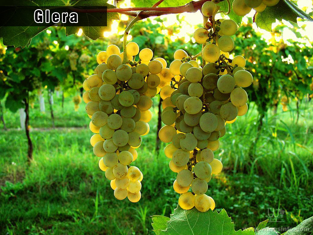 Glera丨歌蕾拉丨Prosecco丨普羅塞克丨Wine Couple丨醇酒伴侶