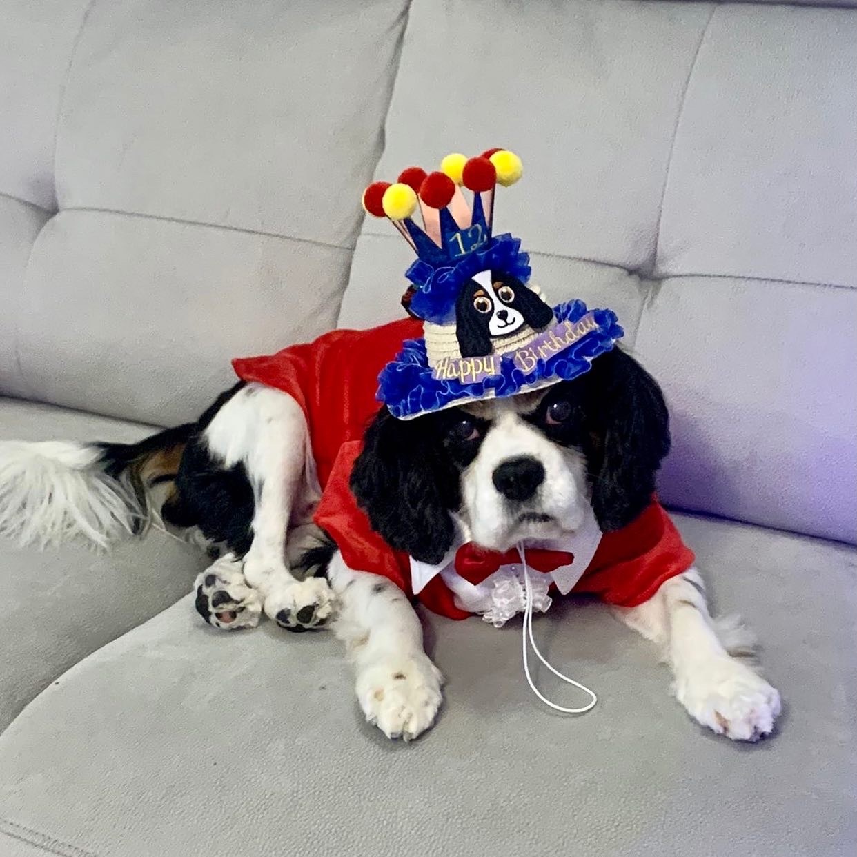 Pet Birthday Hat (Crown Style)