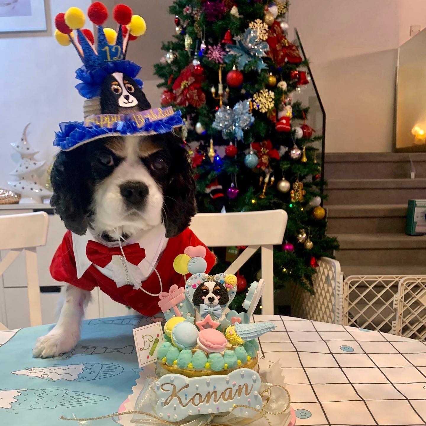 Pet Birthday Hat (Crown Style)