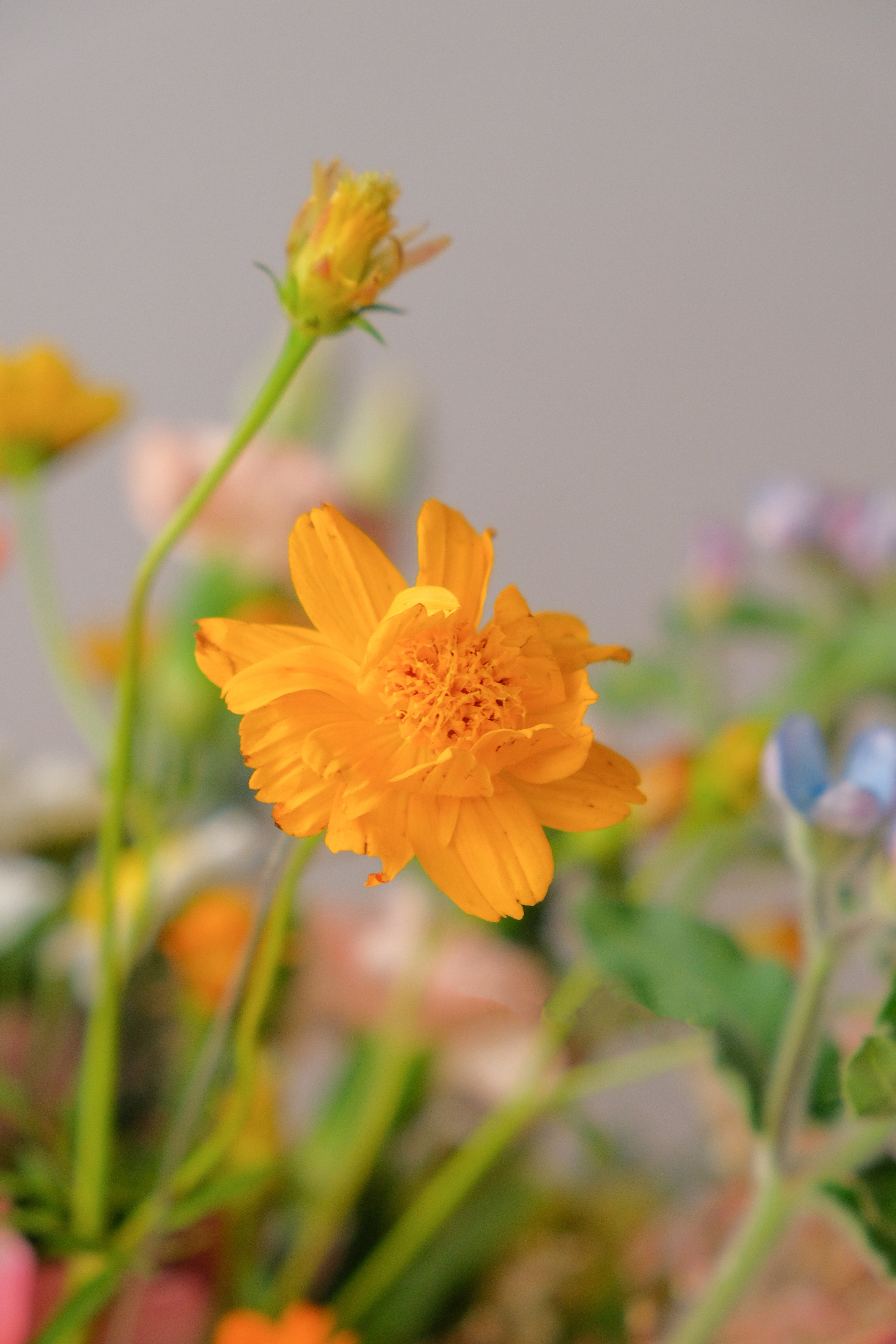 自然系花束 授課日期 : 1/12 , 2/26