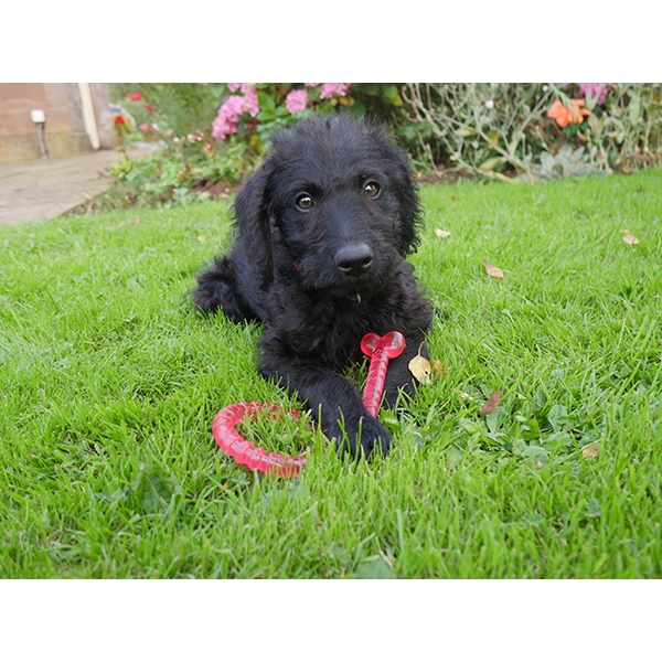 Rosewood BioSafe抗菌玩具系列 骨頭．粉紅色