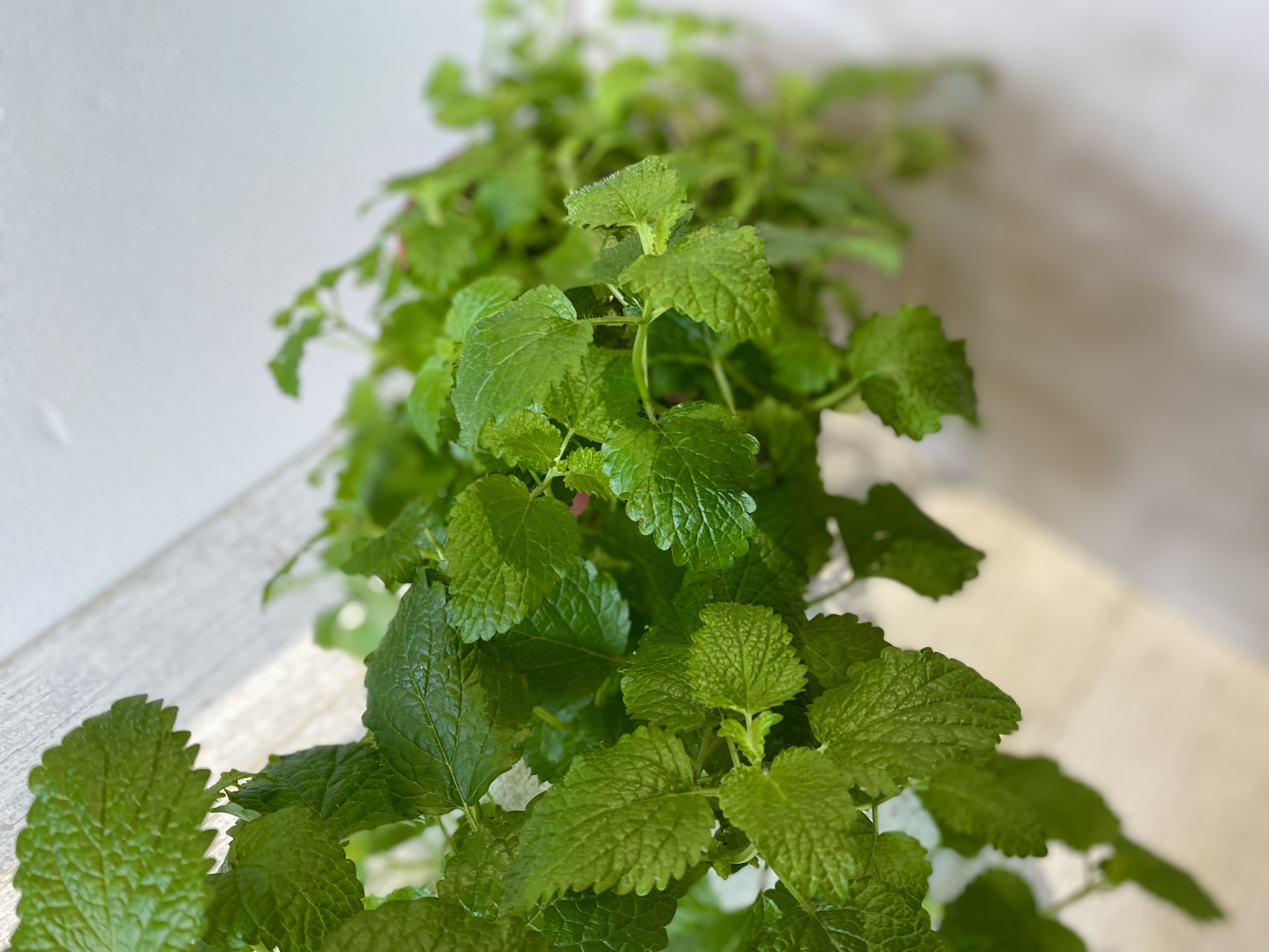 檸檬香蜂草 (Lemon balm)