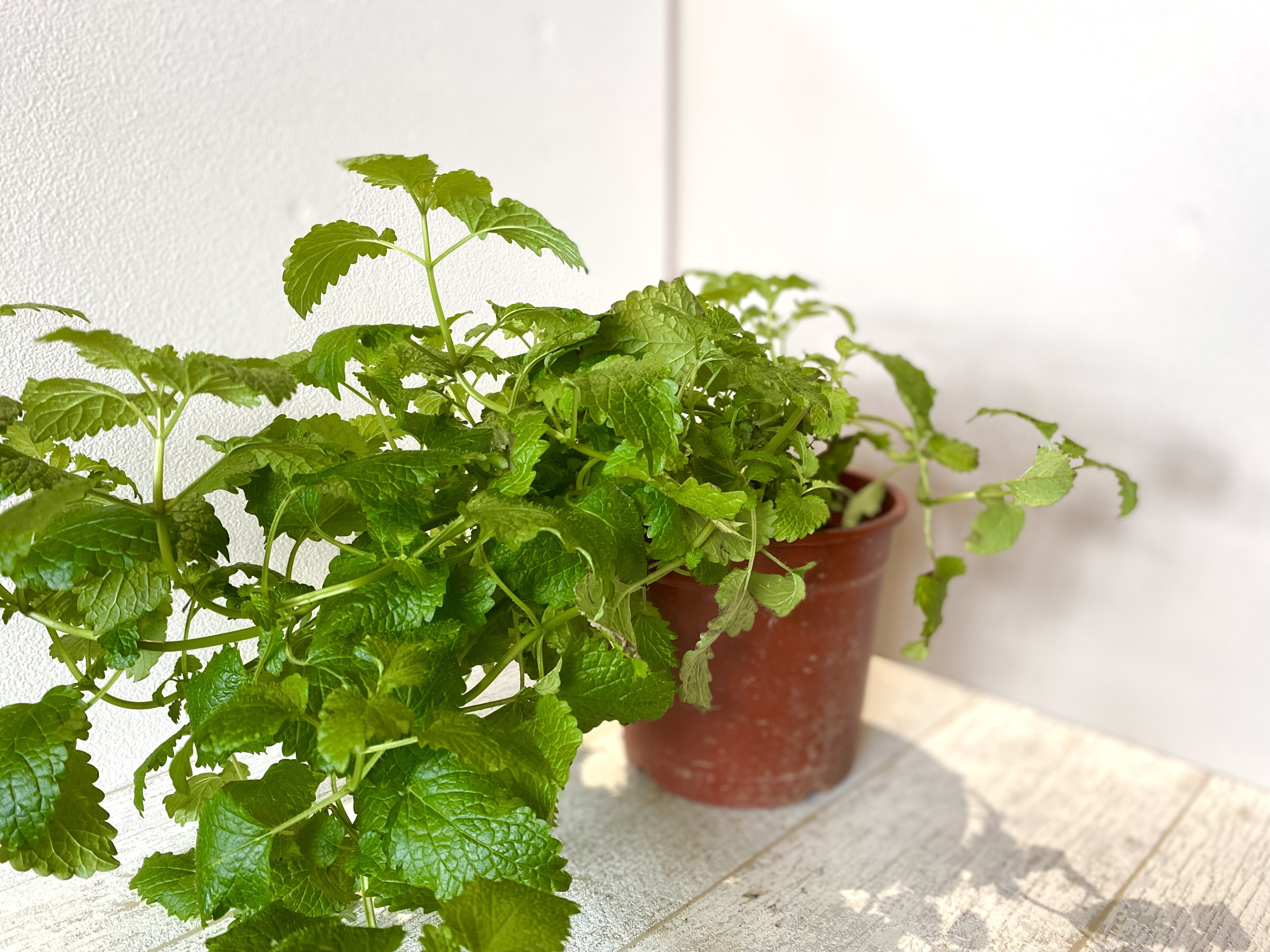 檸檬香蜂草 (Lemon balm)