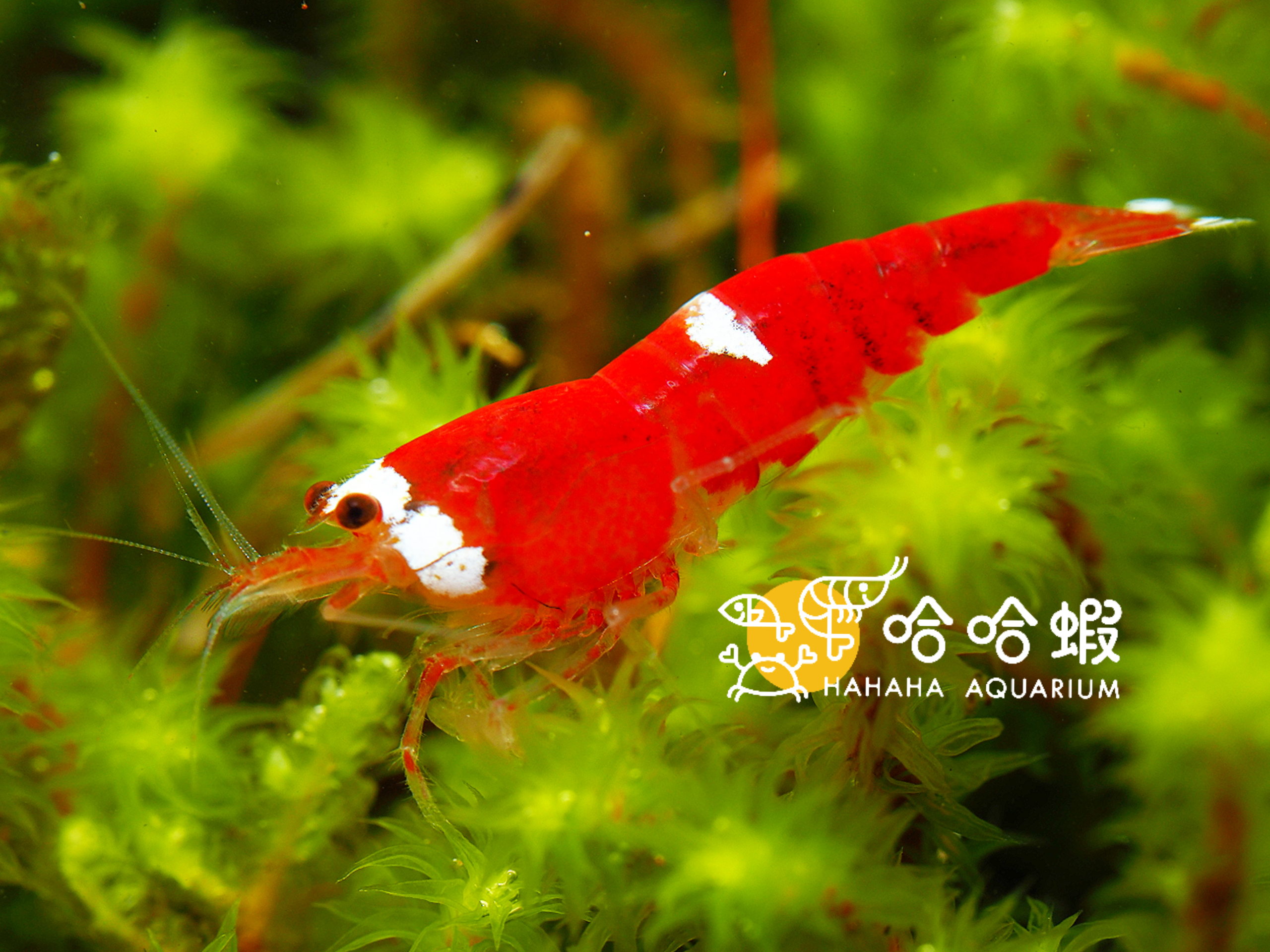 聖誕紅水晶蝦🎄🎄🎄