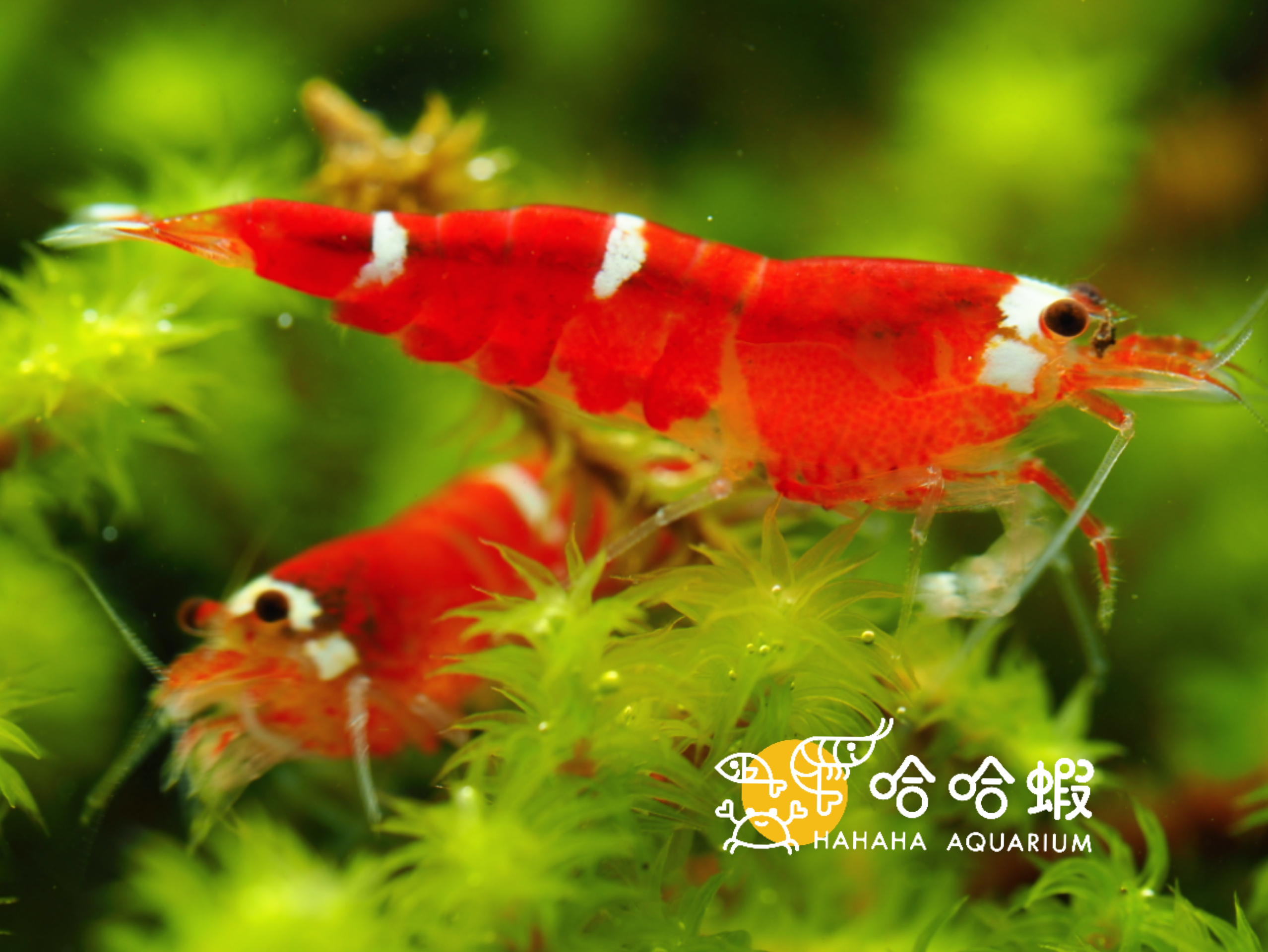 聖誕紅水晶蝦🎄🎄🎄