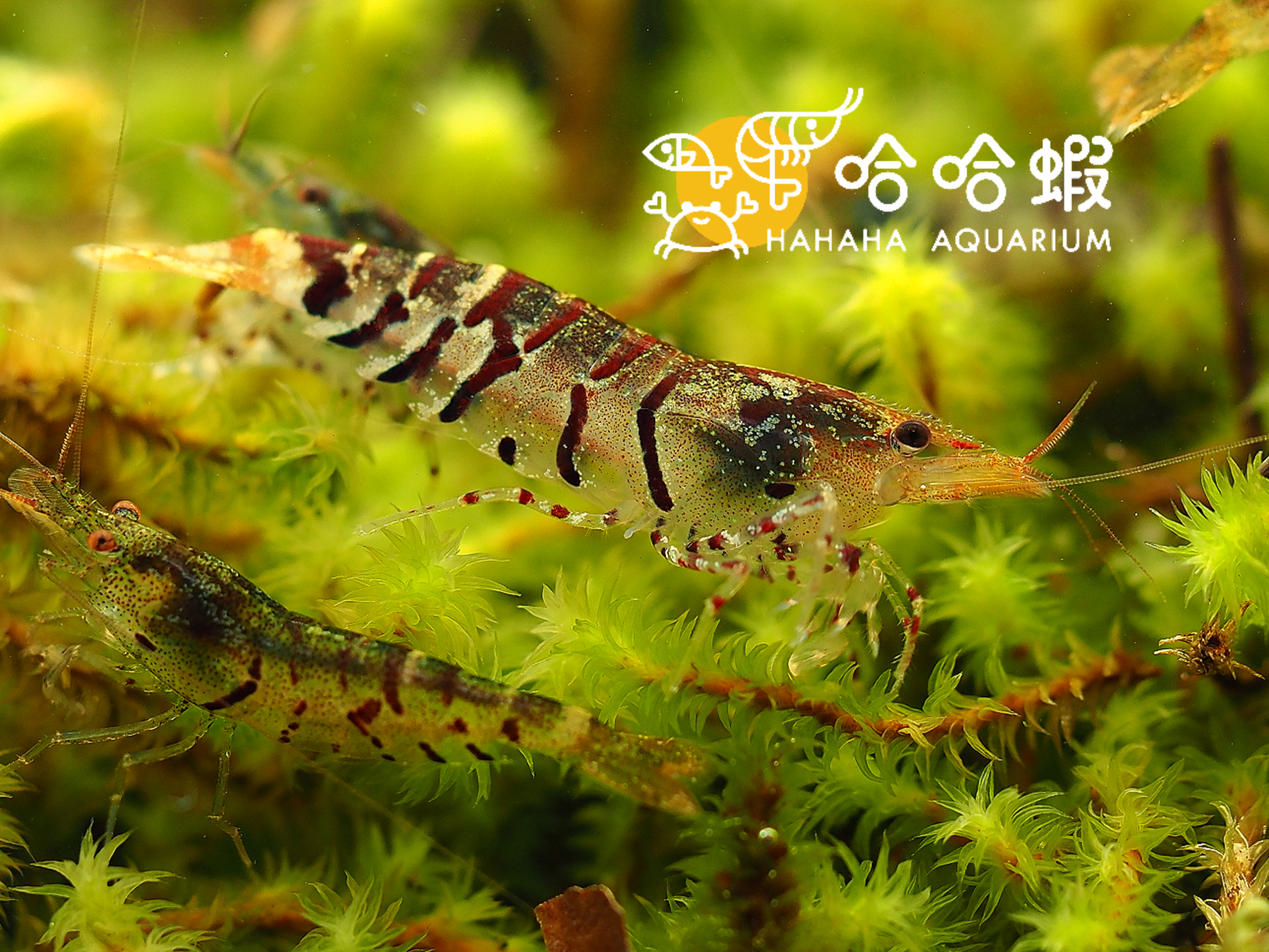 虎紋蝦 Caridina cf. Cantonensis