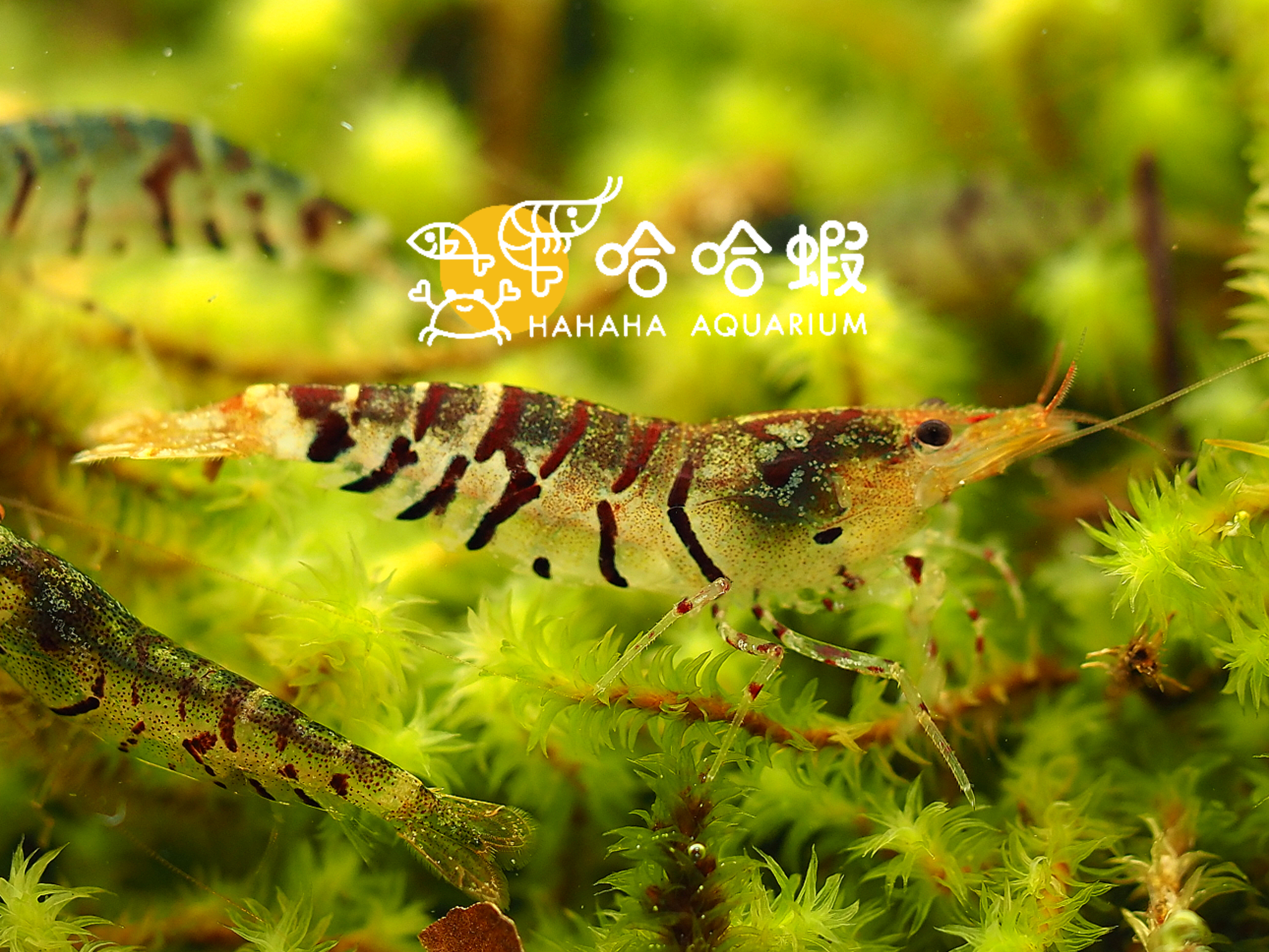 虎紋蝦 Caridina cf. Cantonensis
