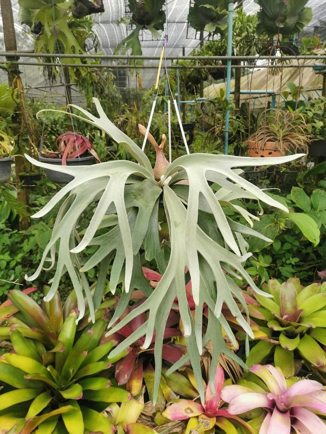 P. Fubuki