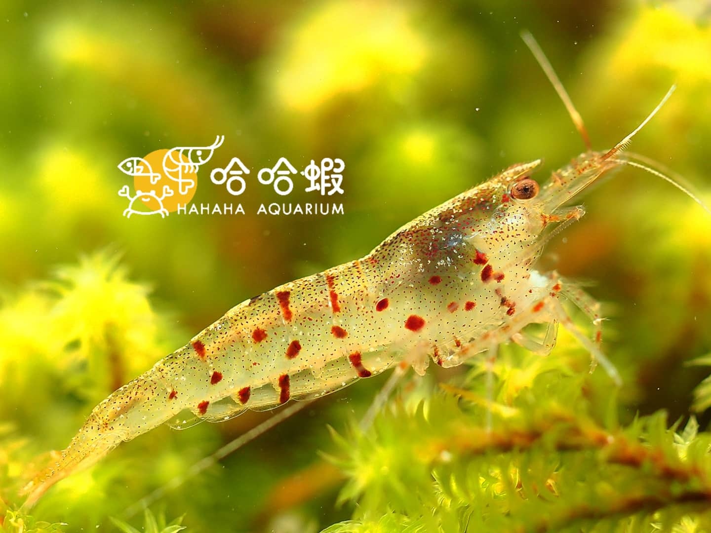 大和藻蝦 | Caridina multidentata