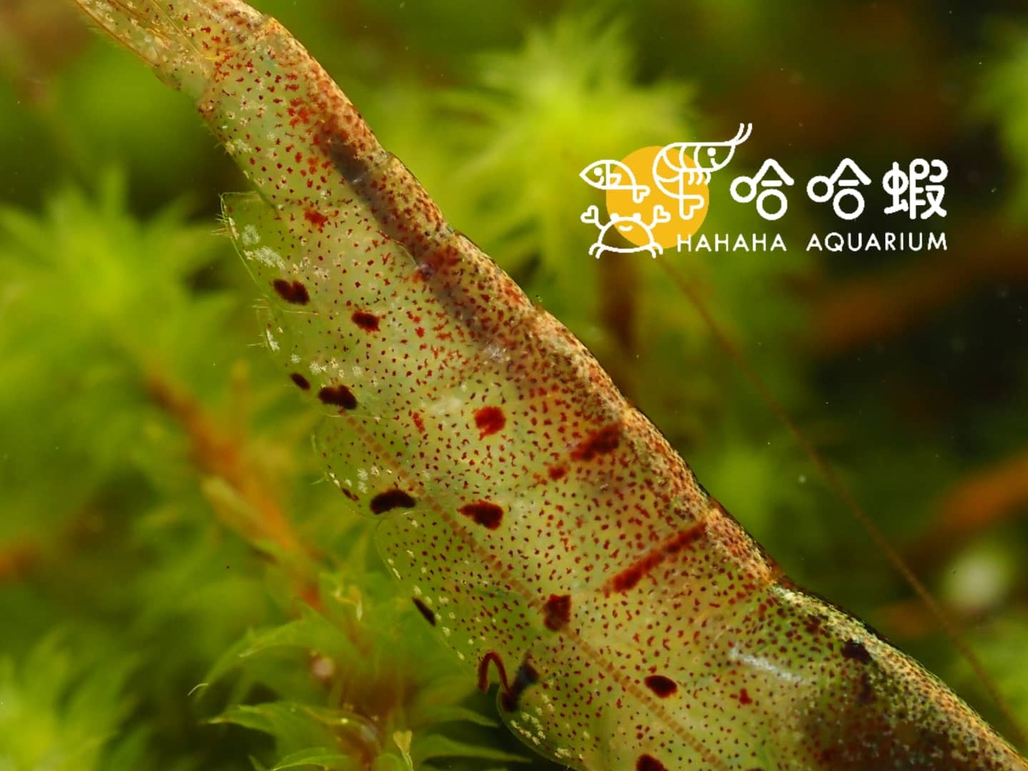 大和藻蝦 | Caridina multidentata