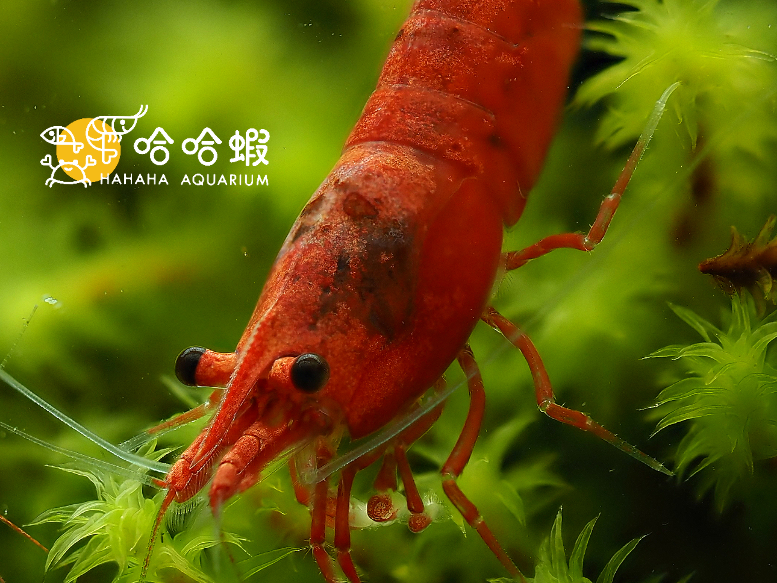 小極火蝦 | Neocaridina davidi “Red”（0.8cm - 1.2cm）