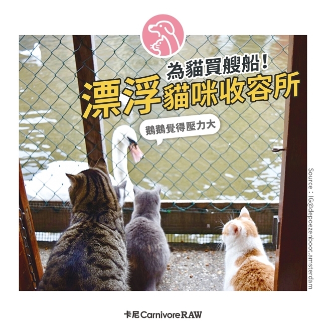 世界唯一漂浮貓咪收容所