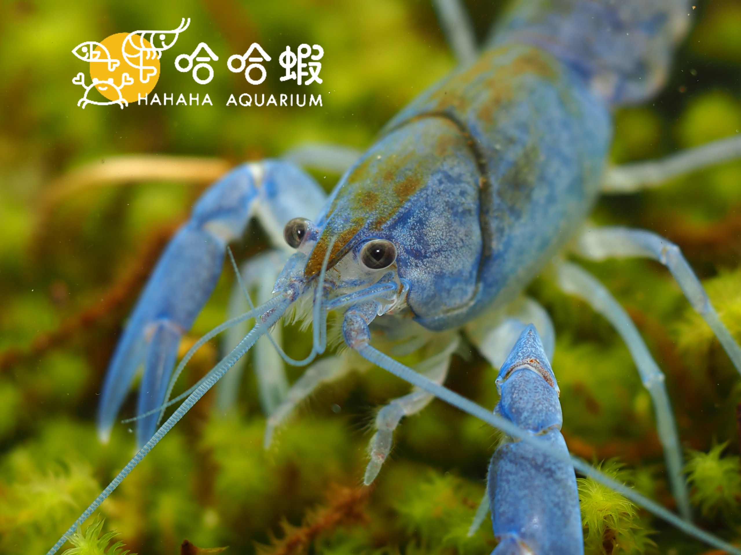 天空藍火山破壞者