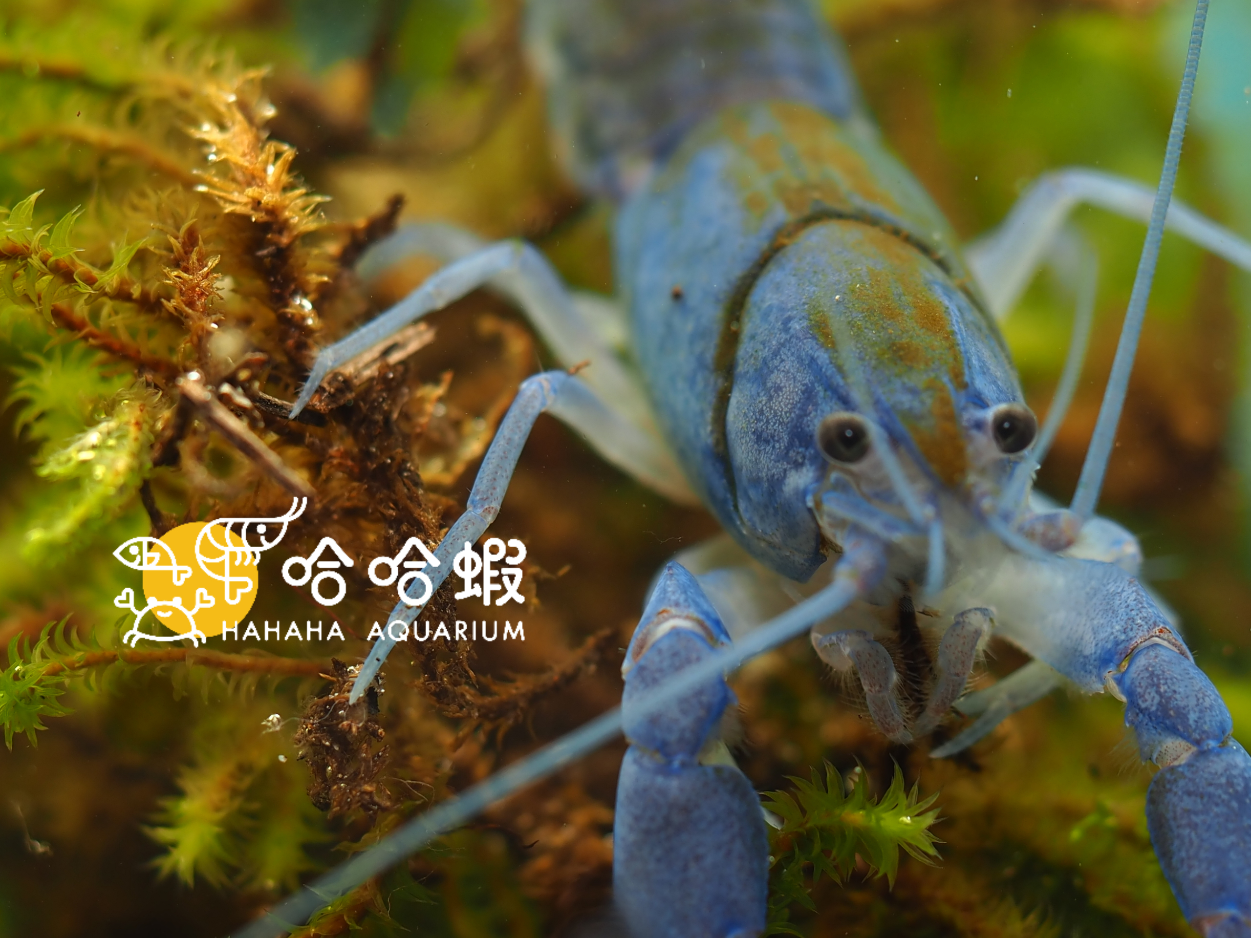 天空藍火山破壞者