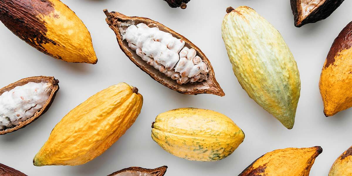 好田家-其他可可產品-無糖無鹼化可可粉-可可豆-可可茶