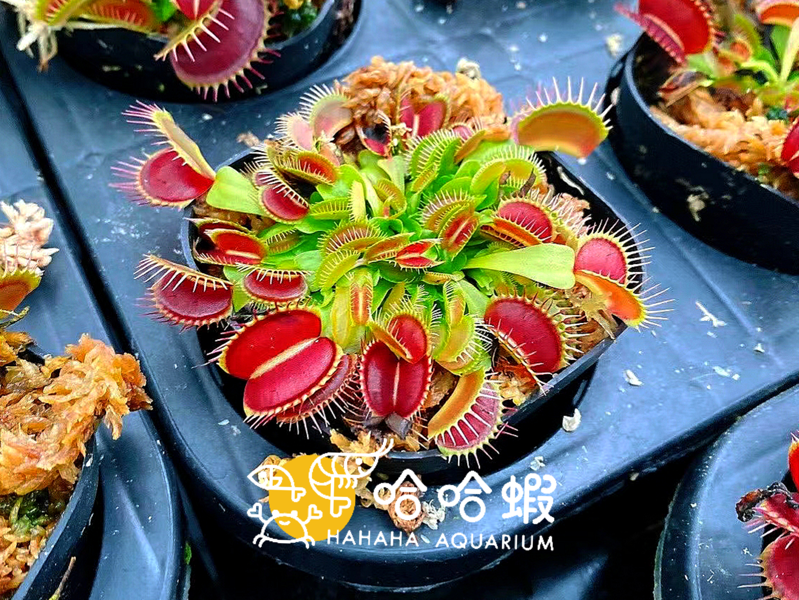 食蟲植物 - G16 捕蠅草