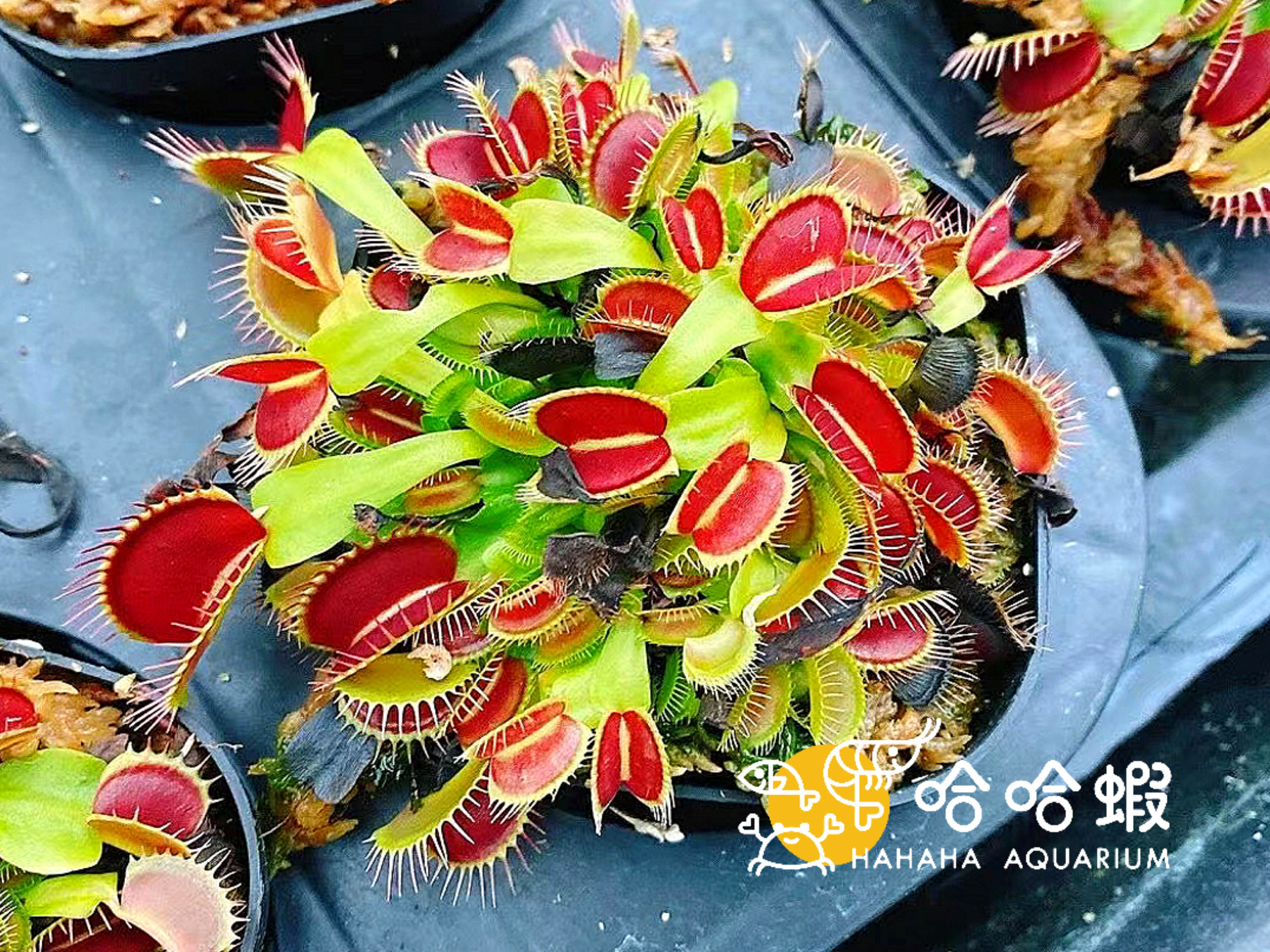 食蟲植物 - G16 捕蠅草