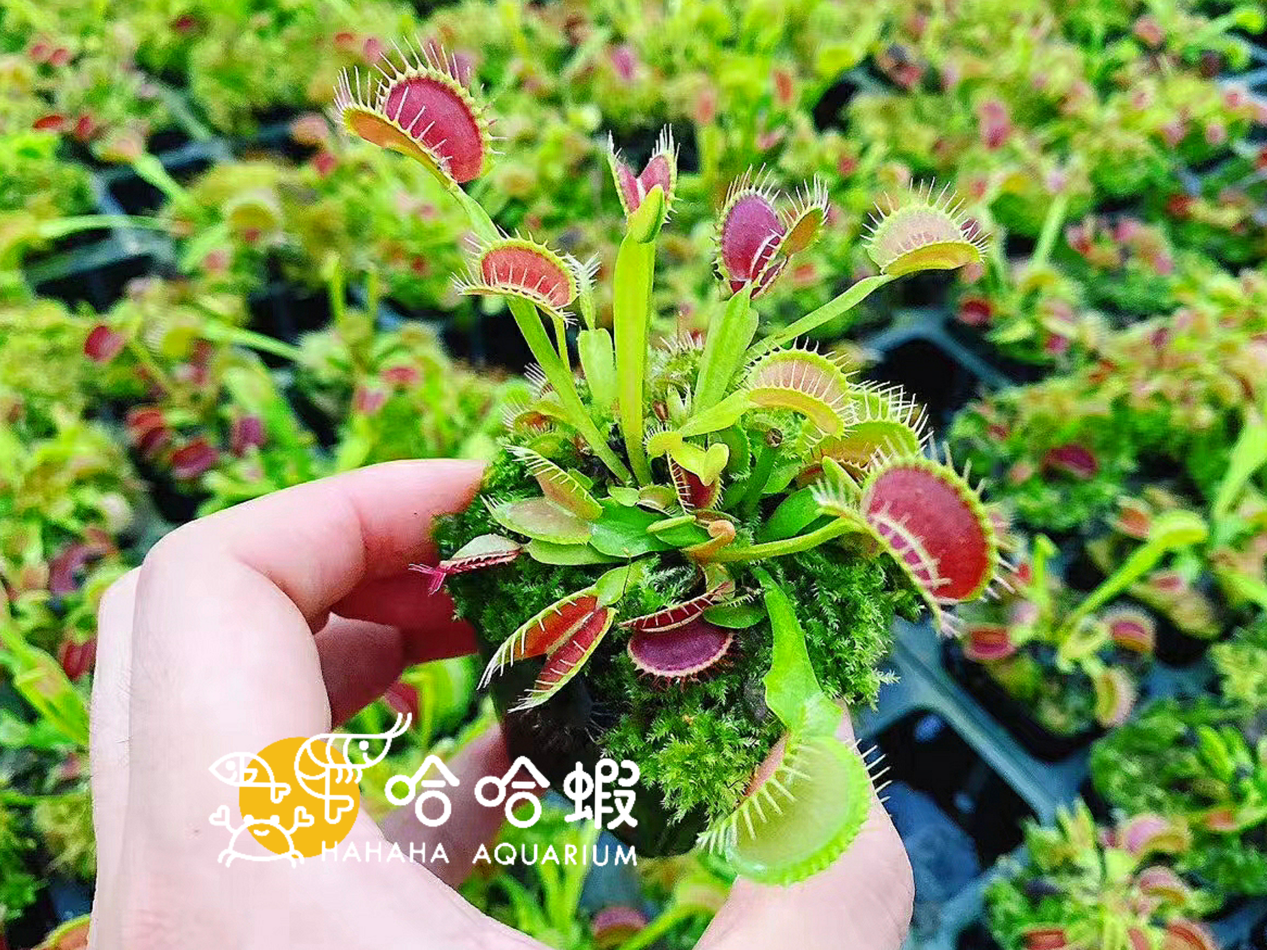 捕蟲植物 - 鐵塔巨人捕蠅草